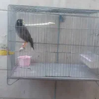 مرغ مینا