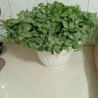 فروش گلهای طبیعی وله ژیرنزدیک هه واربرضه