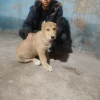 نژاد خراسان اصل دوماه نیم