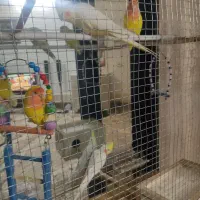 یک جفت عروس.بک جفت کوتوله. سه عدد هم قفس