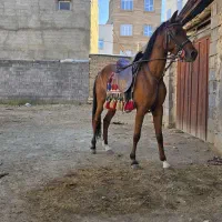 مادیان