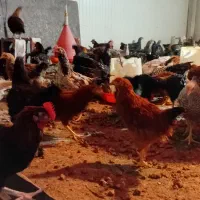 جوجه مرغ وخروس محلی اصل