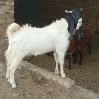 نربز.میش.بره