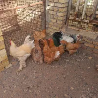 مرغ برهما|حیوانات مزرعه|اردکان, |دیوار