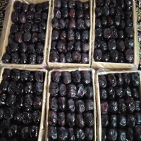 خرما زرد عسلی و مضافتی