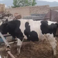 گوساله نر