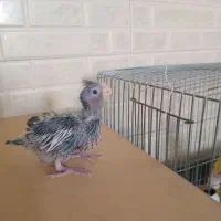 جوجه عروس هلندی