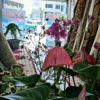 منشی در دفتر قالیشویی