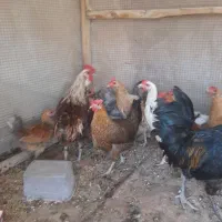 مرغ گلین و خورس