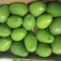فروش اواکادو کارتنی،بسته ای،دانه ای