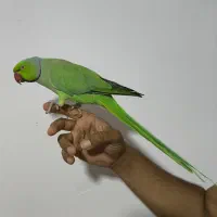 طوطی ملنگو نر دستی و سخنگو