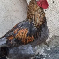 خروس محلی