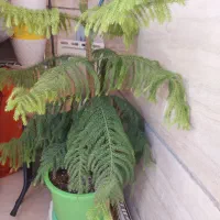 کاج مطبق