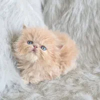 بچه گربه پرشین کاراملی و بلو