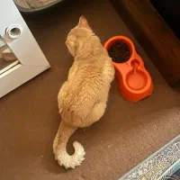 گربه بریتیش گلد۱سال نیمه