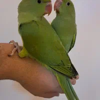 ۵ عدد جوجه ملنگو سرلاکی