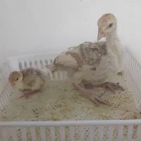 جوجه بوقلمون برنز و بوربون ۲ روزه