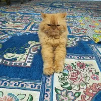 گمشده