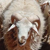 گوسفند فروشی