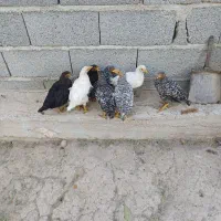 جوجه پلیموت راک