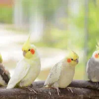 عروس هلندی پیدا شده