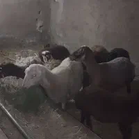 میش وبره .بره نر