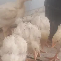 جوجه مرغ هلندی،،اهلی