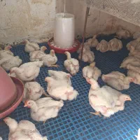 مرغ گوشتی زنده