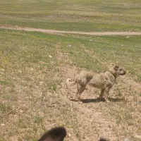 سگ ماده عراقی