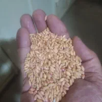 گندم بذری باران