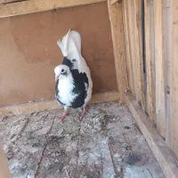 تهرانی گرفتنی