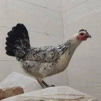 انواع جوجه ، مرغ و خروس محلی و نژاد دار