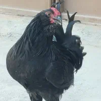 خروس سیاه ریش دار بوشهری