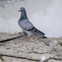 ۱۶ عدد پلاکی موقیعت اردبیل