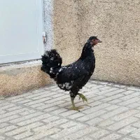 مرغ گلین