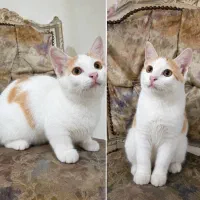 واگذاری ((بچه گربه نازو خونگی))