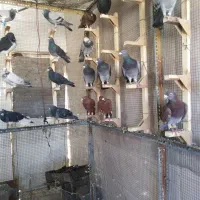 دسته کبوتر پلاکی