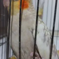 عروس|پرنده|شهر ری, سیزده آبان|دیوار