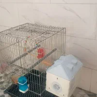 قفس عروس هلندی بزرگ با اتاق زایمان
