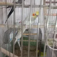 دو عدد عروس هلندی نر و ۴ عددمرغ عشق نرو ماده باقفس