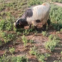 بیگ‌نر‌‌تخمی‌
