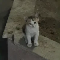 واگذاری گربه dsh بی سرپرست