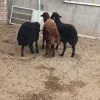 سه راس بره همو