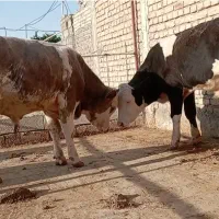 گوساله سیمینتال