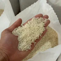 برنج طارم کشت اول و دوم