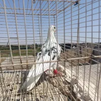 کفتر صید نر پشت سار
