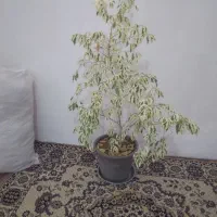 گل زیبا و بزرگ