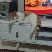 واگذاری رایگان گربه نر شیش ماههdsh شناسنامه دار