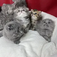 گربه فنجونی/ گربه فنجانی نژادی محبوب