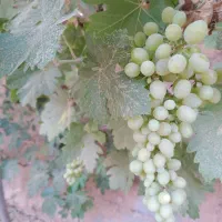 باغچه ۵۰۰ متری سنددار